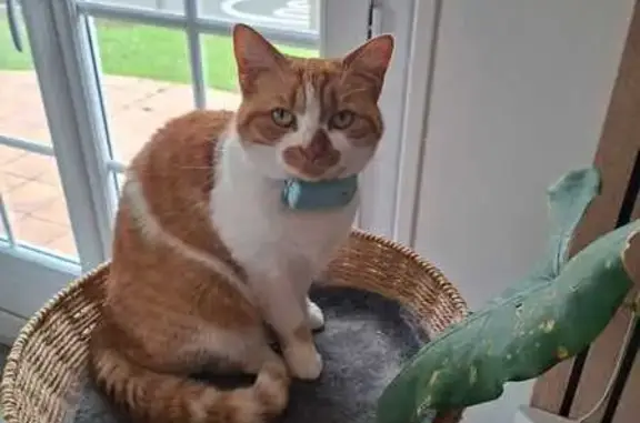Animaux perdus Angers, photo: Chat perdu, Rue Édouard Jenner, Angers - sociable et vient facilement