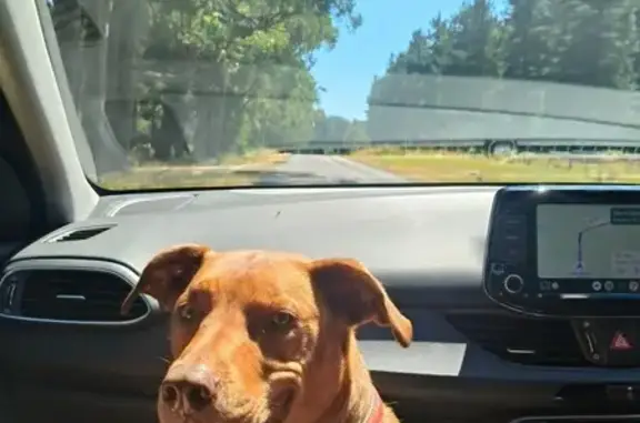 Lost pets Sydney, photo: Lost male dog, Westgarth Street, 112, Darebin, Sydney - Kelpie mix with red collar