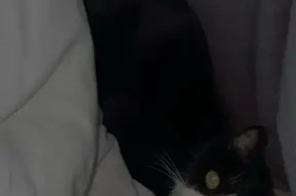Chat perdu, Route de la Vermondière, La Chapelle-Gauthier - femelle noire et blanche - photo