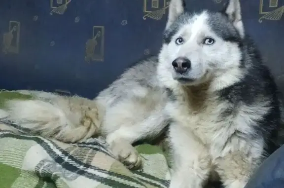 Знайдено собаку Чернівці, фото: Знайдена собака, Чернівці - кобель віком від 3-х років