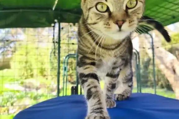 Animaux perdus Paris, photo: Chat perdu, Route de Préaux, Isneauville - mâle tigré marron