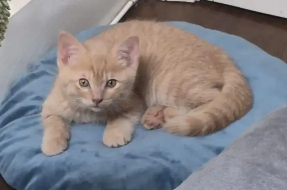 Lost male cat, School Street, Danvers - 9 weeks old, orange with green eyes - photo