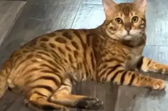 Lost male cat, North Ash Street, Waukegan - brown Bengal - photo