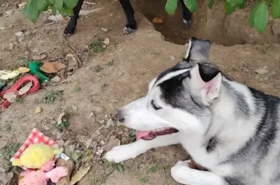 Lost dog, North 22nd Street, Quincy, Atlanta - small male husky - photo