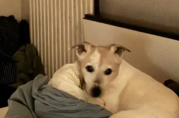 Chien perdu Créteil, photo : Chien perdu, Allée des Boutons d'Or, 13, Créteil - blanc avec des taches brunes
