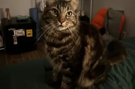 Lost male cat, Califa Street, Los Angeles - photo