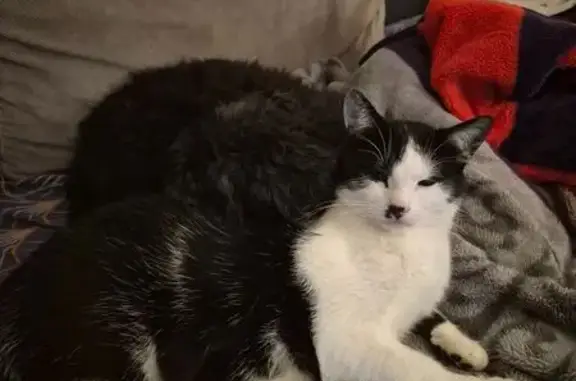 Chat perdu, Rue Lieutenant Henri Morillon, Château-Gontier-sur-Mayenne - noir et blanc, répond à 