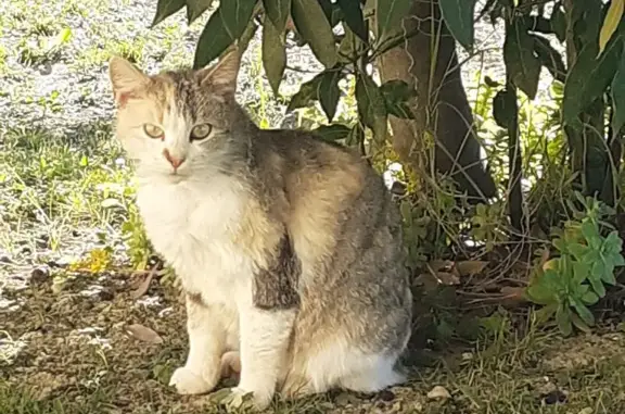 Chat trouvé Mons, photo: Chat trouvé, Chemin du Grès, 1081, Méjannes-lès-Alès - multicolore et craintif