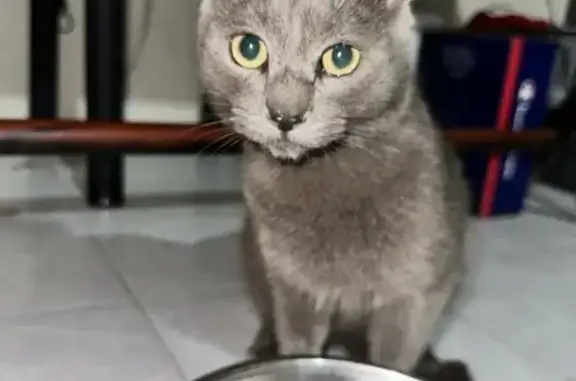 Encontrado gato macho, Apodaca...