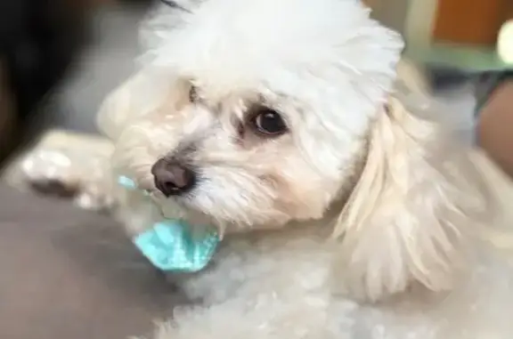 Perdido perro macho, Calle 18, Mérida, Kanasin - photo