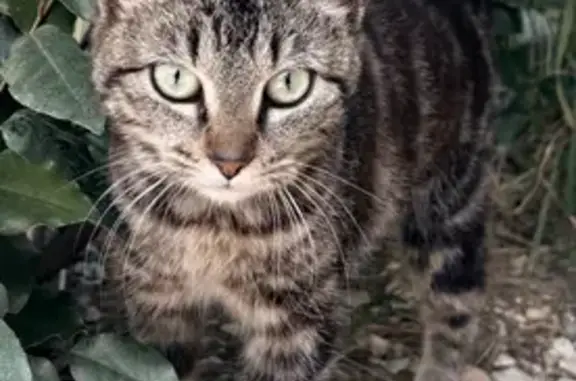 Animaux trouvés Chartres, photo: Chat trouvé, Rue du Cavadou, Bezouce - chaton craintif