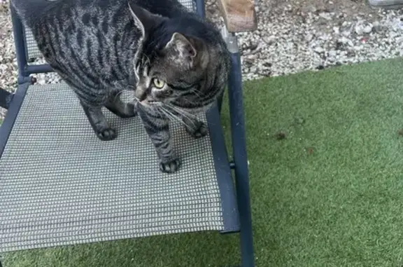 Animaux perdus Marmande, photo: Chat perdu, Rue du Docteur Courret, Marmande - chat tigré