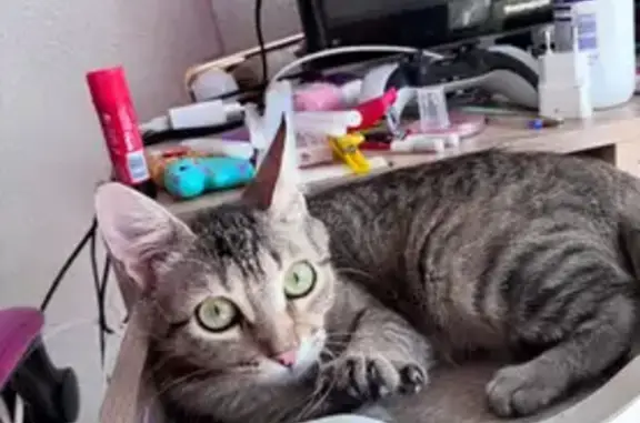 Gato perdido Hembra, Dos Hermanas (sl495564) - photo