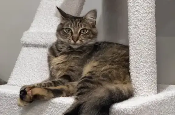 Missing cat Female, Narre Warren North (al495968) - photo