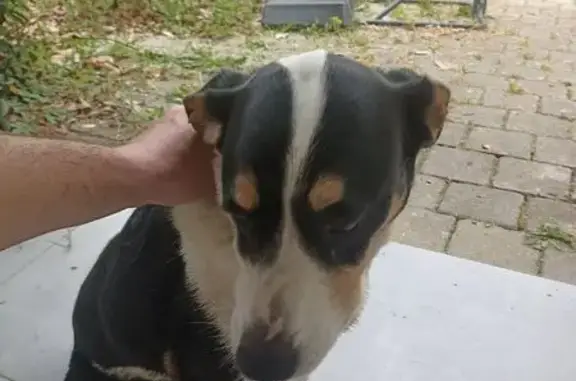 Animaux trouvés Toulouse, photo: Chien trouvé, Chemin de Perrot, Lavernose-Lacasse, Toulouse - gentil et obéissant