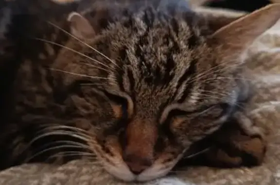 Chat perdu, Le Coteau, photo: Chat perdu, Chemin des Plaines, Le Coteau - tigré avec une oreille abîmée