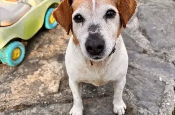 Animaux trouvés Quimper, photo: Chien trouvé avec collier marron, Landivisiau, Quimper