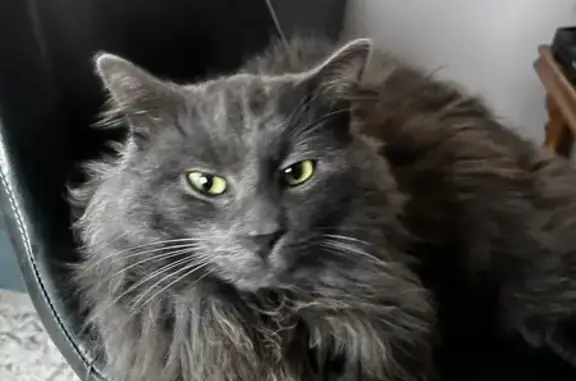 Chat perdu, Paris, photo: Chat perdu, Annequin, Hauts-de-France - gris à poil long