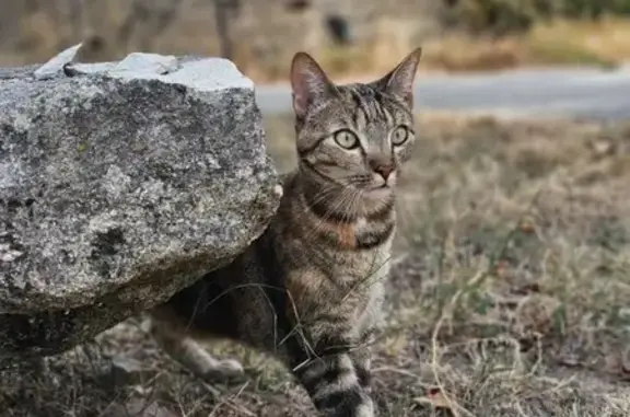 Animaux perdus Aubenas, photo: Chat perdu, Chemin des Fontaines, Aubenas
