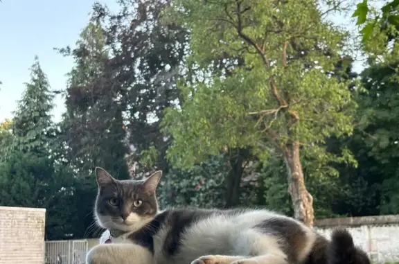 Perdido gato, Passeig de Calvell, 10, Barcelona - hembra llamada Luna - photo
