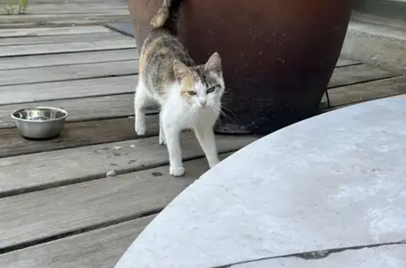 Animaux trouvés Paris, photo: Chat trouvé, Saint-Mandé, Paris - rousse marron et blanche