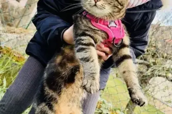 Chat perdu, Dingsheim, Obernai - petite taille, méfie de l'homme - photo