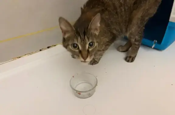 Animaux trouvés Paris, photo: Chat trouvé, Parvis du Breuil, Antony - miaulement très aigu