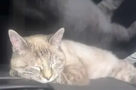 Chat trouvé Paris, photo: Chat trouvé, Avenue Charles de Gaulle, Étupes - beige et pattes et tête tigre