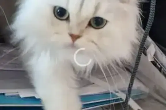 Chat perdu, Wasquehal, photo: Chat perdu, Wasquehal - femelle persan blanche