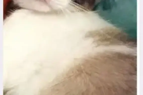 Perdido gato, Sevilla, Andalucía - siamés cruzado con dos collares - photo