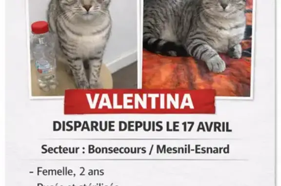 Chat perdu, Rouen, photo: Chat perdu, Rouen