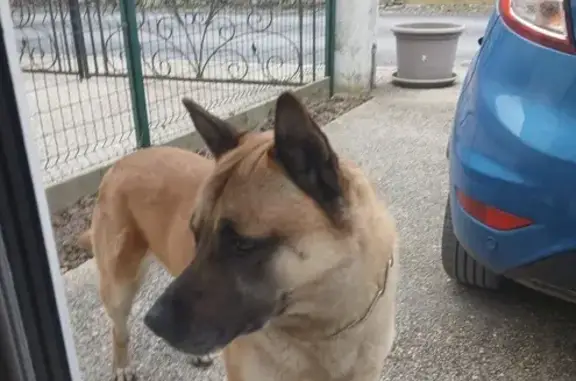 Animaux trouvés Paris, photo: Chien trouvé, Villers-Saint-Genest, Paris - berger type malinois feu