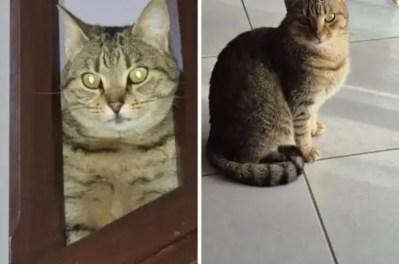Animaux perdus Gan, photo: Chat perdu, Gan - tigrée beige sable