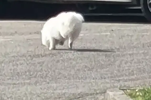 Chien trouvé Bernay, photo: Chien trouvé, parking du haut-planteur, Bernay - blanc poils longs