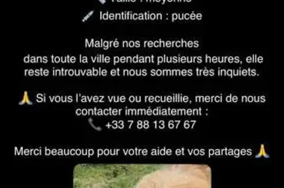 Chien perdu, Rue de Landegrand, Parempuyre - photo