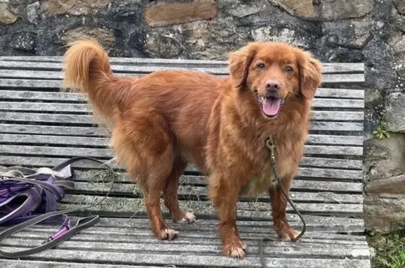 Animaux perdus Paris, photo: Chien perdu, Chemin de Saint-Ourens, Francescas, Paris - retriever roux-brun avec collier en cuir