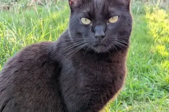 Chat perdu, Rue du Collège, 10, Pleumeur-Bodou - chatte noire avec grandes oreilles - photo