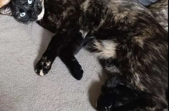 Animaux perdus Lille, photo: Chat perdu, Haute-Avesnes, Lille - chatte écailles de tortue