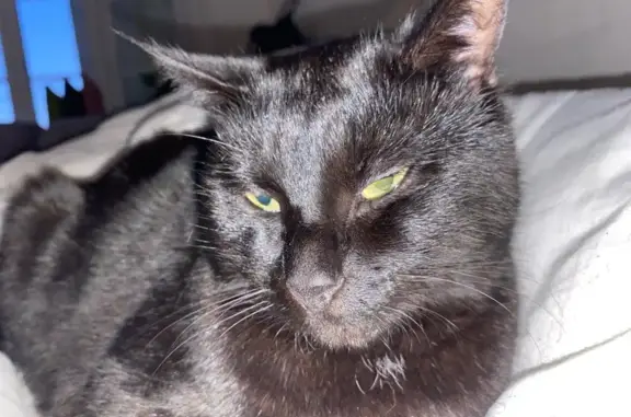 Animaux perdus Paris, photo: Chat perdu, Place des Dômes, Cournon-d'Auvergne - mince et apeuré