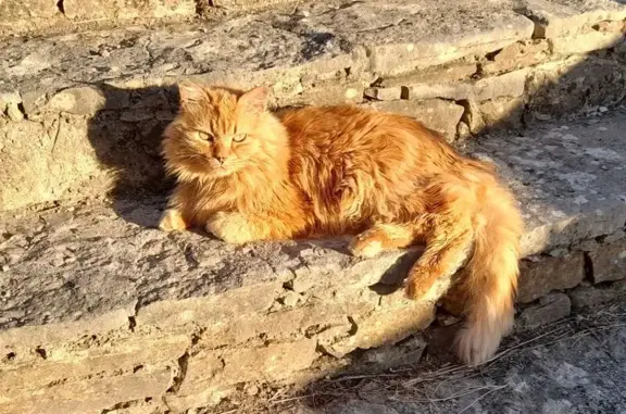 Animaux perdus Ceyreste, photo: Chat perdu, Ceyreste
