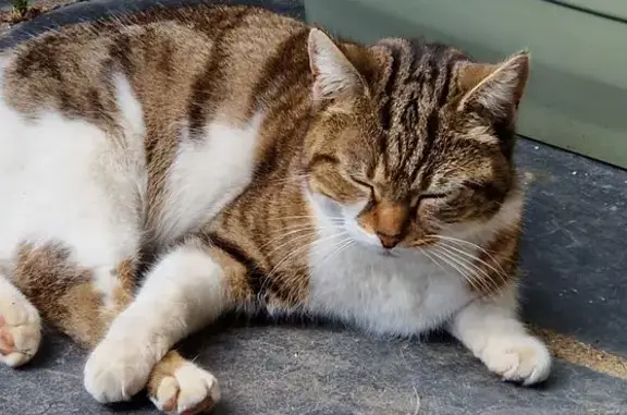 Animaux trouvés Sainte-Gemmes-sur-Loire, photo: Chat trouvé, Sainte-Gemmes-sur-Loire - femelle tigrée grise et blanche