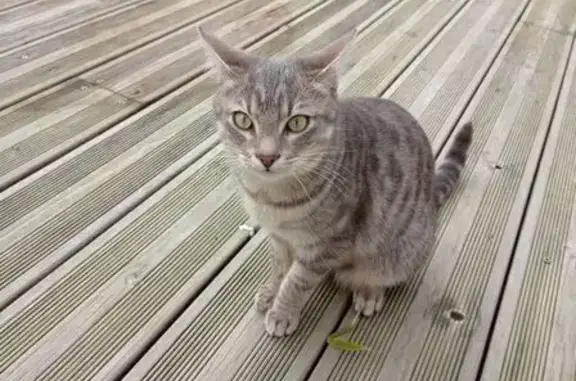 Chat perdu, Guérande, photo: Chat perdu, Guérande, La Baule-Escoublac - chatte tigrée
