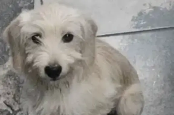 Cachorro encontrado Fêmea (brf...