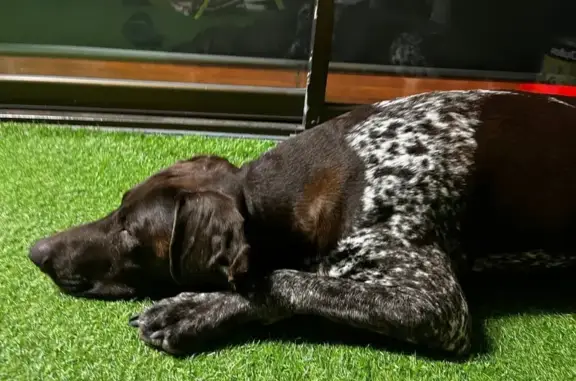 Found dog Ripley, photo: Found female dog, Middle Road, Peak Crossing, Gold Coast - German shorthaired pointer