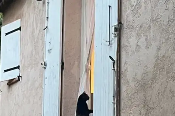 Animaux trouvés Paris, photo: Chat trouvé, Sillans-la-Cascade, Provence-Alpes-Côte d'Azur - chatte tortue