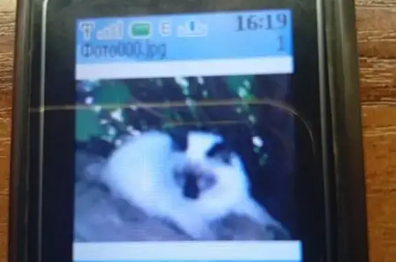 Зникла кішка, Вінниця - світлий пухнастий котик - photo