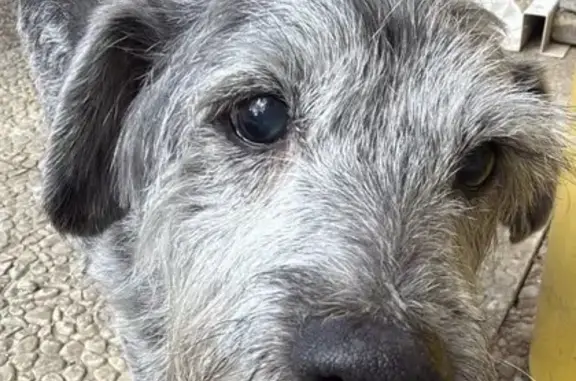 Chien trouvé Bouilly, photo: Chien trouvé, Le Bas des Prines, Vauchassis - mâle gris