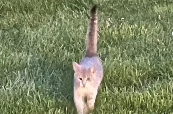 Lost and found pets Lawrence, photo: Found cat, Winding Wood Court, Lawrence - young with a dark gray tail