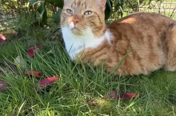 Animaux perdus Loyat, photo: Chat perdu, Rue Joseph Jubin, Vannes - mâle roux et blanc