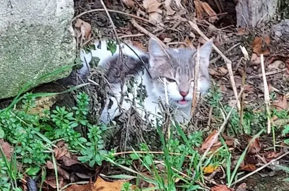 Chat perdu, rue Gustave Larroumet, Villecresnes - femelle gestante - photo